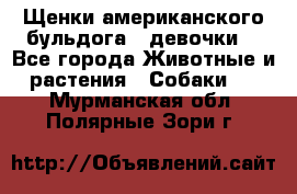 Щенки американского бульдога ( девочки) - Все города Животные и растения » Собаки   . Мурманская обл.,Полярные Зори г.